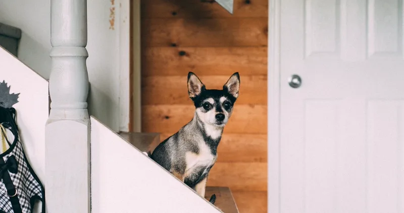 Perro pequeño sentado en una escalera de madera